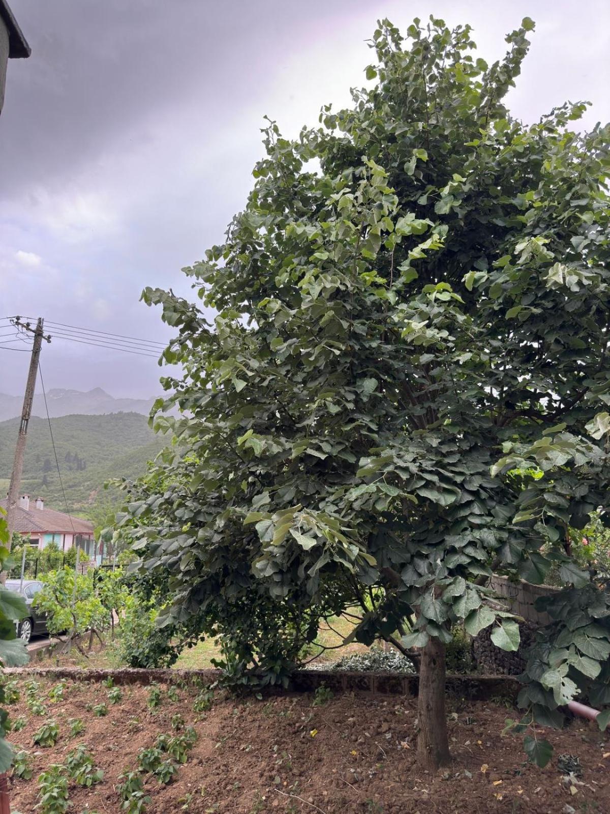 Green House Përmet المظهر الخارجي الصورة