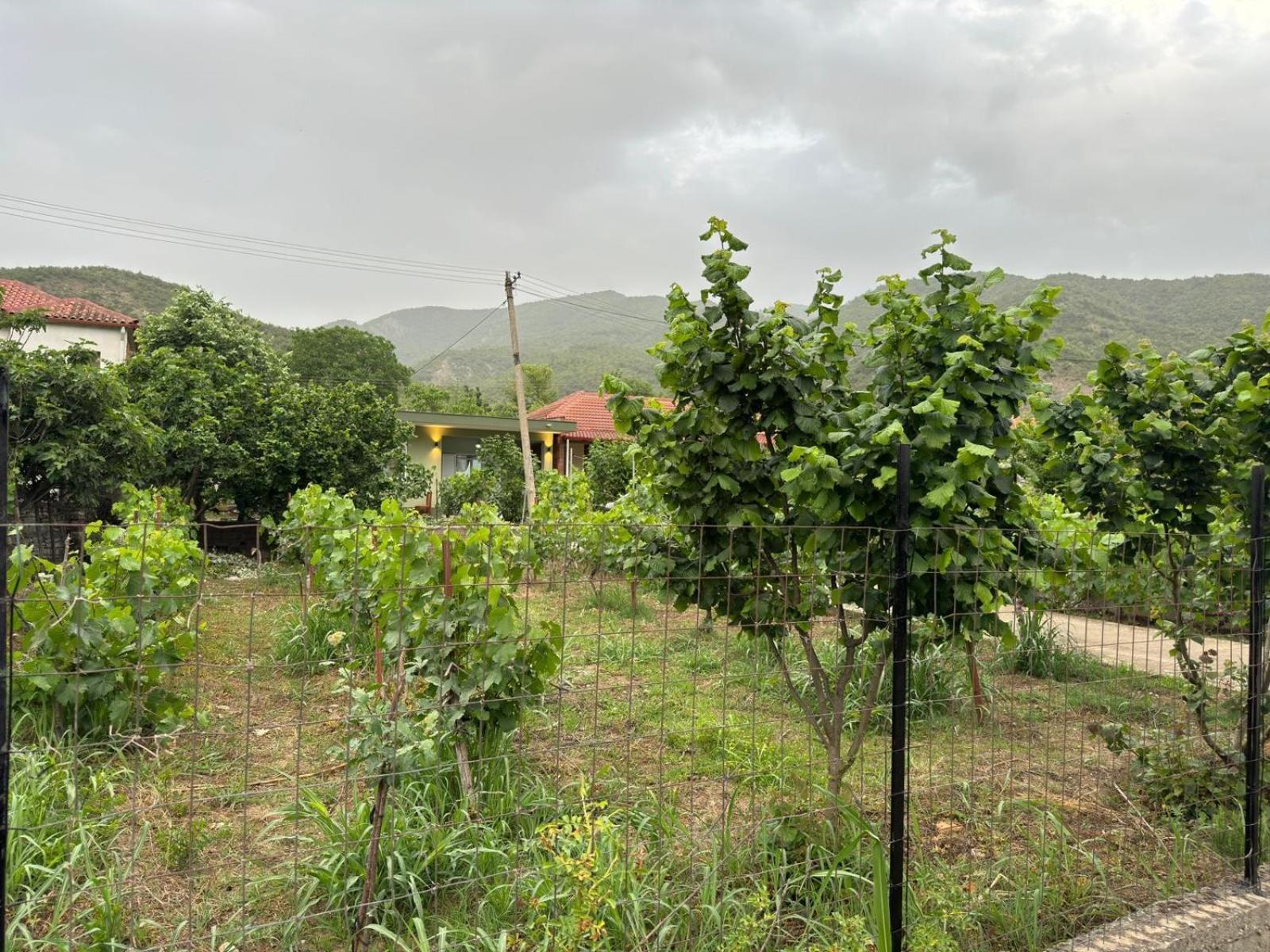 Green House Përmet المظهر الخارجي الصورة